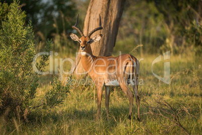 Male impala in golden light facing camera
