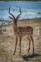 Male impala on grassy riverbank facing camera
