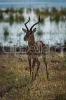 Male impala facing camera with river behind