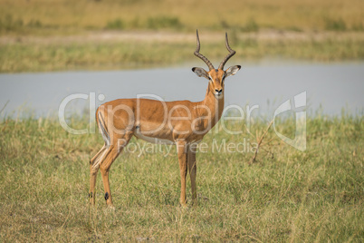 Male impala on river bank facing camera