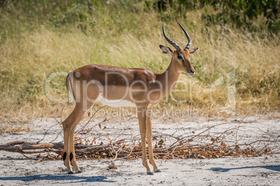 Male impala on sandy ground turning head