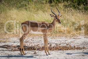 Male impala on sandy ground turning head