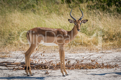 Male impala on sandy ground facing camera