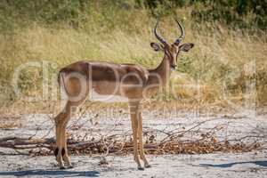 Male impala on sandy ground facing camera