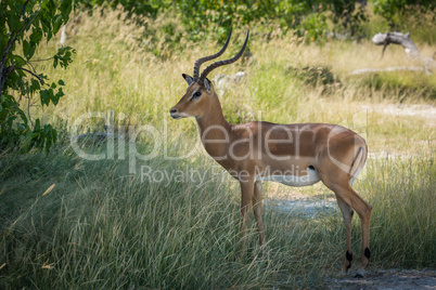 Male impala standing in shade facing camera