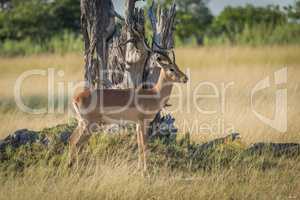 Male impala stands staring by dead tree