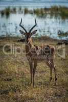 Male impala with river behind facing camera