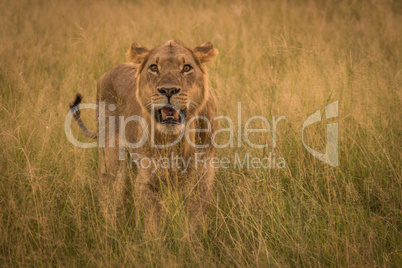 Male lion in long grass facing camera