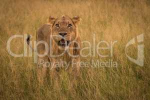 Male lion in long grass facing camera