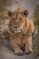 Male lion lying in shade on track