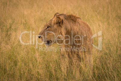 Male lion in long grass facing left