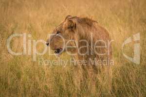 Male lion in long grass facing left