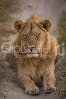 Male lion on track with eyes closed