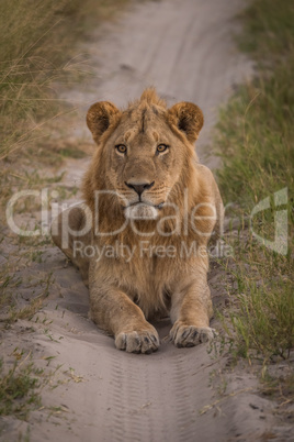 Male lion on track staring at camera