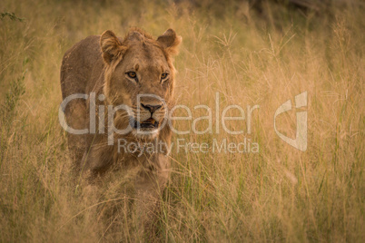 Male lion stalking prey in long grass