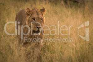 Male lion stalking prey in long grass