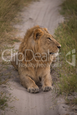Male lion staring right on sandy track