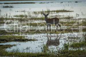 Male red lechwe in shallows facing camera
