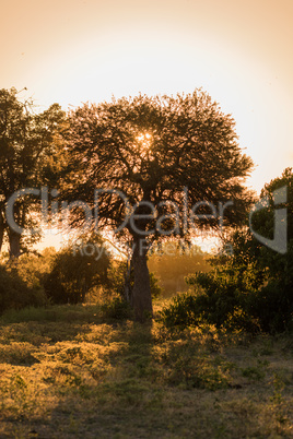 Marula tree filtering light from setting sun
