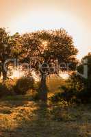 Marula tree filtering light from setting sun