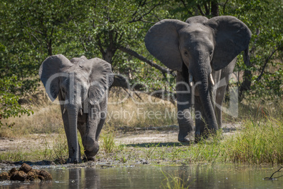 Mother and baby elephant approaching water hole