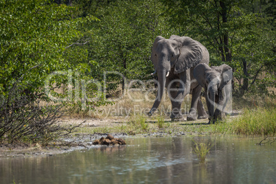 Mother and baby elephant beside water hole