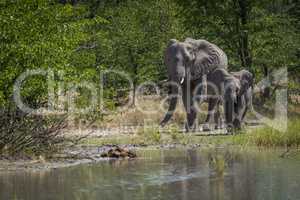 Mother and baby elephant beside water hole