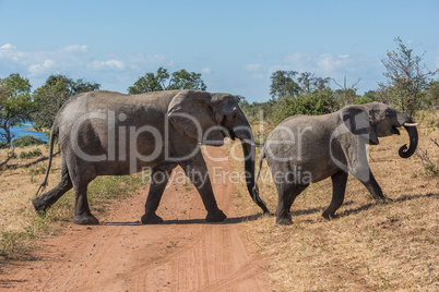 Mother and baby elephant crossing dirt track