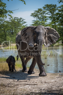 Mother and baby elephant by water hole