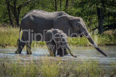 Mother and baby elephant drinking from pool