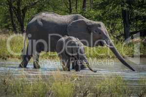 Mother and baby elephant drinking from pool