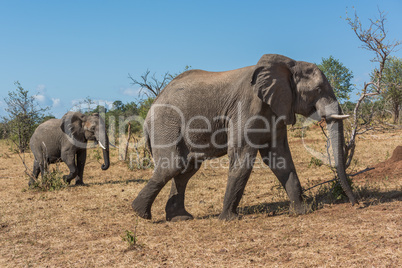 Mother and baby elephant crossing grassy hillside
