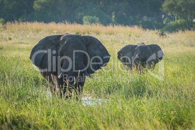 Mother and baby elephant wading through river