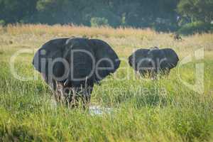 Mother and baby elephant wading through river