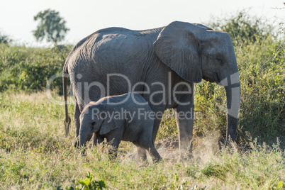 Mother and baby elephant walking in bush