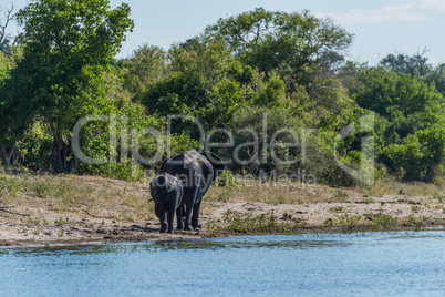 Mother and baby elephant walking along riverbank