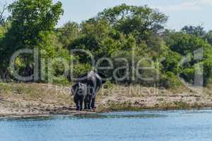 Mother and baby elephant walking along riverbank