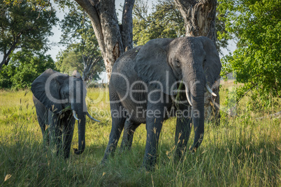Mother and baby elephant walking through trees