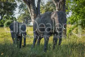 Mother and baby elephant walking through trees