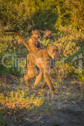 Mother chacma baboon with baby on back