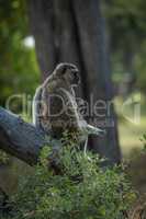 Mother cuddling baby vervet monkey on branch