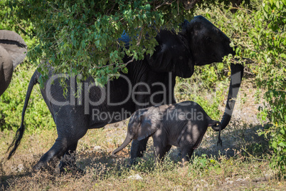 Mother elephant pulling back baby by tail