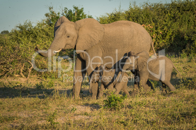 Mother elephant with two babies beside bushes