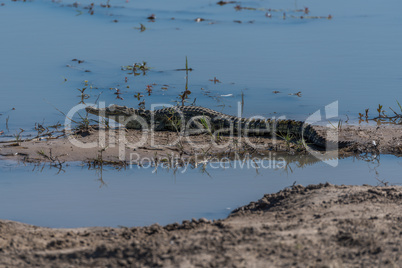 Nile crocodile on mud bank in shallows