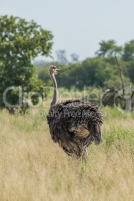Ostrich walking on savannah turning head right