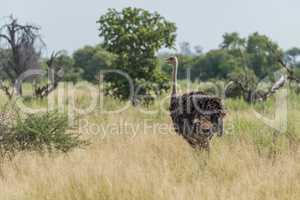 Ostrich beside bushes and trees on savannah