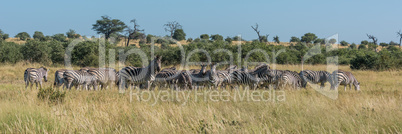 Panorama of Burchell's zebra grazing in bush