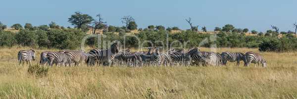 Panorama of Burchell's zebra grazing in bush
