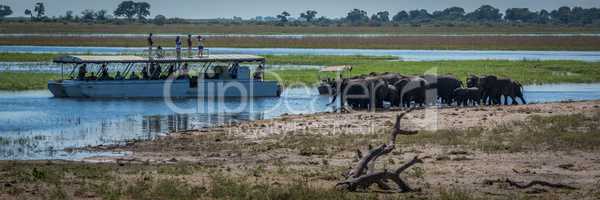 Panorama of elephant herd drinking beside boats