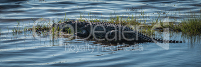 Panorama of Nile crocodile on grassy island
